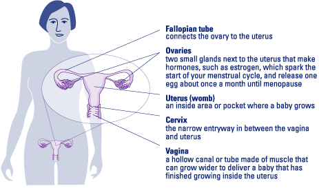 Ovarian Cycts